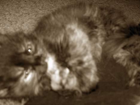 Blanding af racer Whisky's killinger:) billede 3