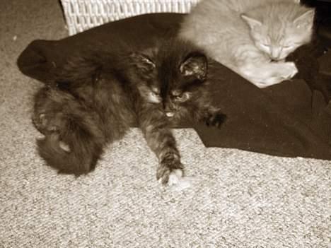 Blanding af racer Whisky's killinger:) billede 4