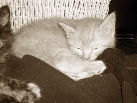 Blanding af racer Whisky's killinger:) billede 5