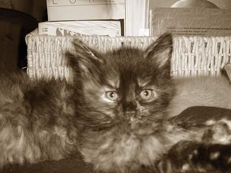 Blanding af racer Whisky's killinger:) billede 6