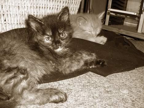 Blanding af racer Whisky's killinger:) billede 7