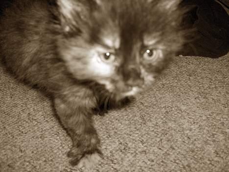 Blanding af racer Whisky's killinger:) billede 8