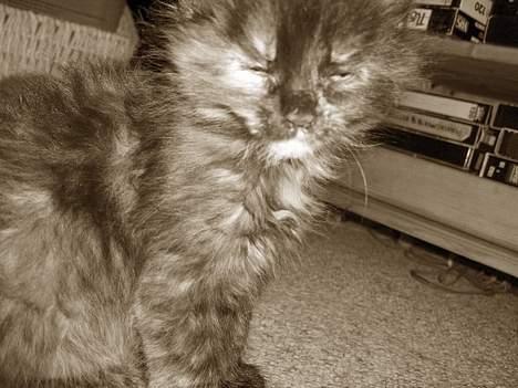 Blanding af racer Whisky's killinger:) billede 9