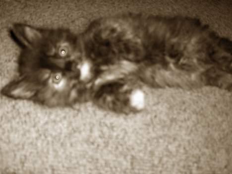 Blanding af racer Whisky's killinger:) billede 10