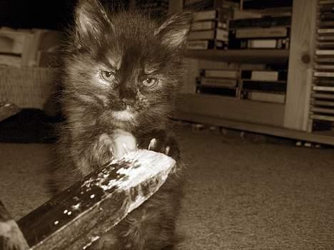 Blanding af racer Whisky's killinger:) billede 11