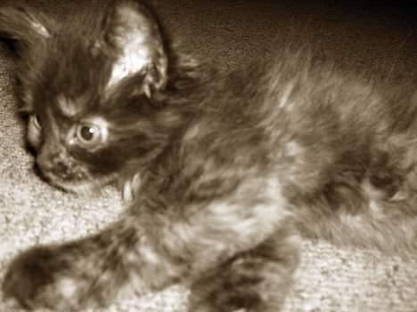 Blanding af racer Whisky's killinger:) billede 12