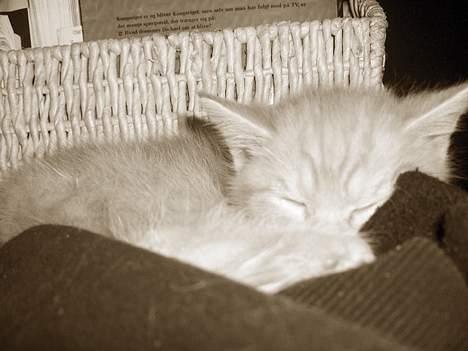 Blanding af racer Whisky's killinger:) billede 13