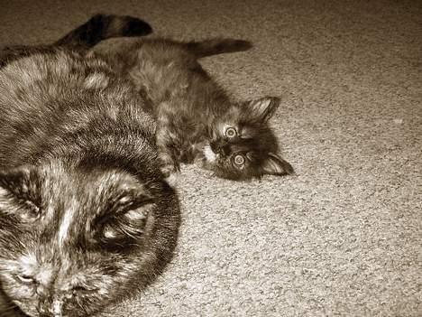 Blanding af racer Whisky's killinger:) billede 14