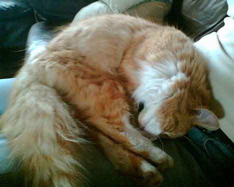 Norsk Skovkat Bølle - Bølle hygger billede 1