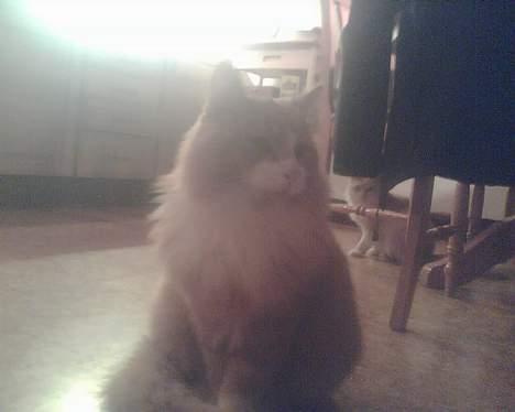 Norsk Skovkat Bølle - jah? billede 2