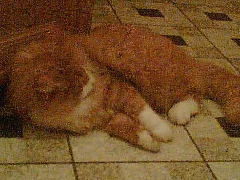 Norsk Skovkat Bølle - Bølle slapper a`` billede 3