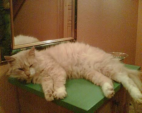 Norsk Skovkat Bølle - Bølles mor billede 4