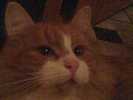 Norsk Skovkat Bølle billede 5