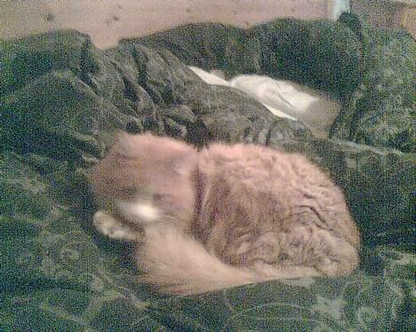 Norsk Skovkat Bølle billede 6