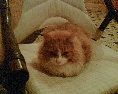 Norsk Skovkat Bølle billede 7