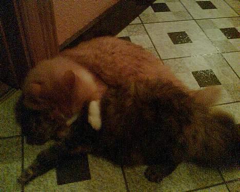 Norsk Skovkat Bølle billede 8