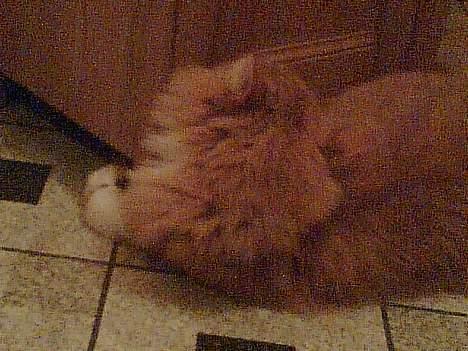 Norsk Skovkat Bølle billede 9