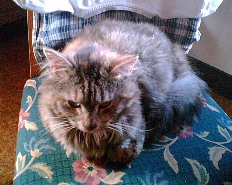 Norsk Skovkat Bølle - Bølles søster billede 10