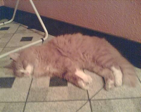 Norsk Skovkat Bølle billede 11