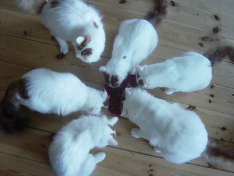 Tyrkisk Van GIC. S*Ferides Cemile - Masser af Vaner.. billede 10