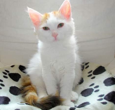 Tyrkisk Van GIC. S*Ferides Cemile - En nysgerrig dame med masser af mod.. billede 11