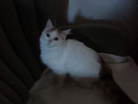 Tyrkisk Van GIC. S*Ferides Cemile - Night shoot billede 12