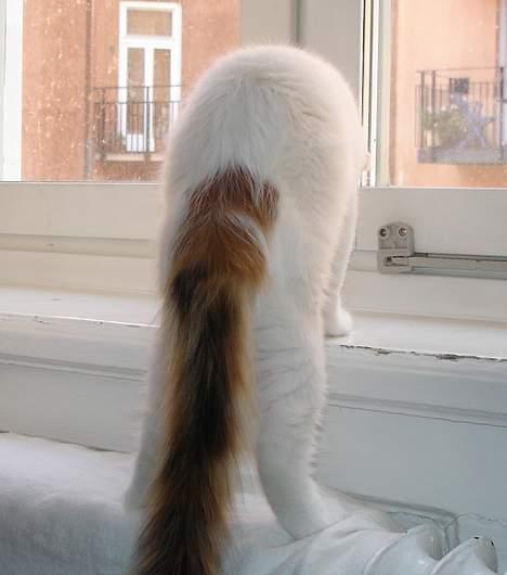 Tyrkisk Van GIC. S*Ferides Cemile - Har ikke tid til at blive fotograferet, billede 15