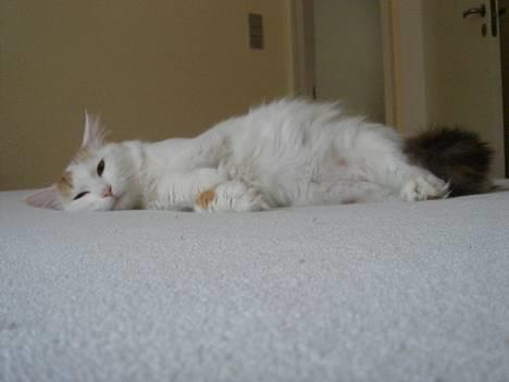 Tyrkisk Van GIC. S*Ferides Cemile - En smule træt. billede 16