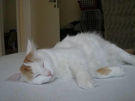 Tyrkisk Van GIC. S*Ferides Cemile - Cemile med hendes bror Cimo billede 17