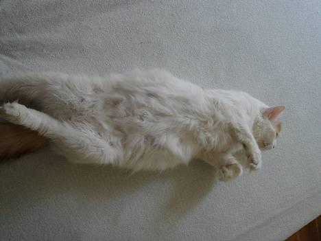 Tyrkisk Van GIC. S*Ferides Cemile - Noget spændende.. billede 18