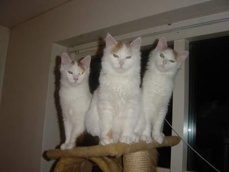 Tyrkisk Van GIC. S*Ferides Cemile - Cemile kun 9 dage ældre end de andre, enormt stor! billede 19