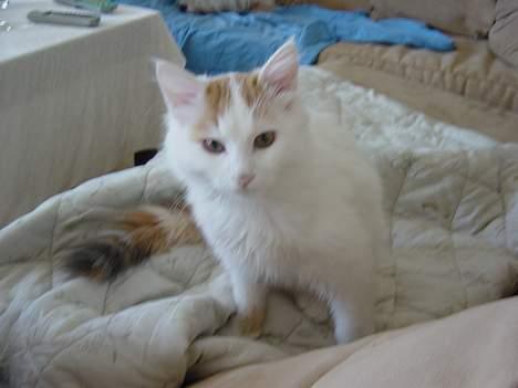 Tyrkisk Van GIC. S*Ferides Cemile - Kommer du og nusser mig? billede 20