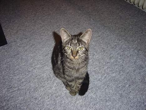 Blanding af racer malou - er jeg ikke bare den smukket´s danske huskat du har set.. billede 1