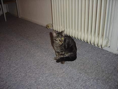 Blanding af racer malou - her er dejlig varmt. billede 2