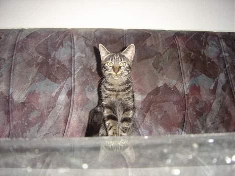 Blanding af racer malou - hvorfor må jeg ikke gå på  boret far. billede 3