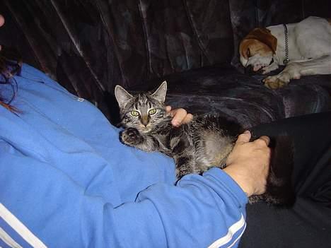 Blanding af racer malou - hvor er det dejligt at lægge og slappe lidt af. billede 4