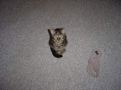 Blanding af racer malou - det er ikke min sok. billede 5