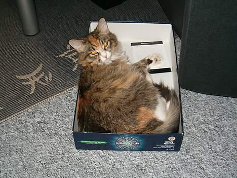 Maine Coon Zeneva billede 10