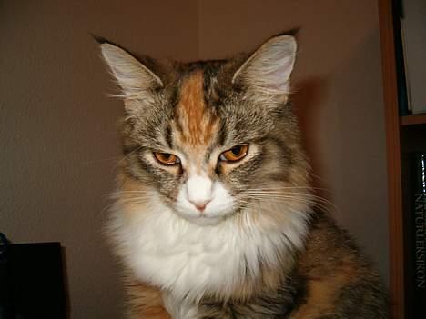 Maine Coon Zeneva billede 11