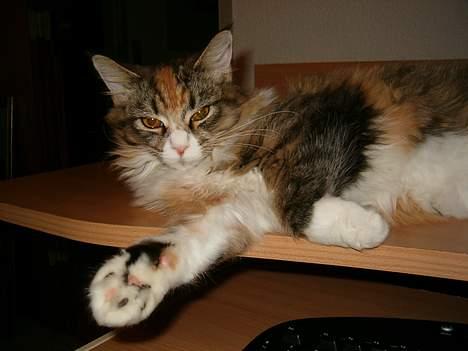 Maine Coon Zeneva billede 12