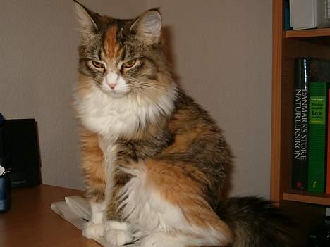 Maine Coon Zeneva billede 13