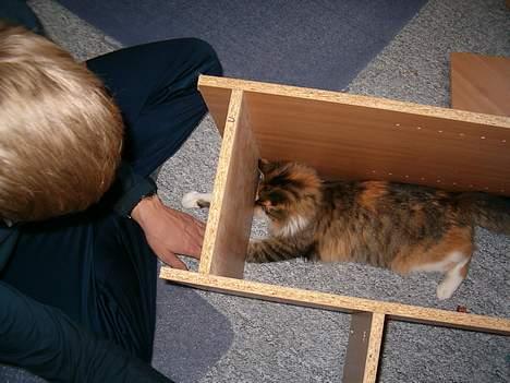 Maine Coon Zeneva billede 14