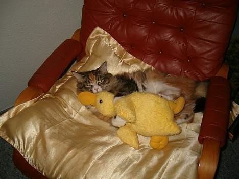 Maine Coon Zeneva billede 15