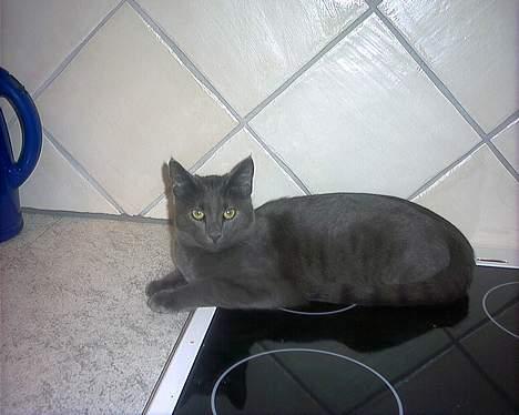 Russian Blue My (Død 29-1-06)  - hov, mor må ikke vide at jeg ligger på komfuret :) billede 9
