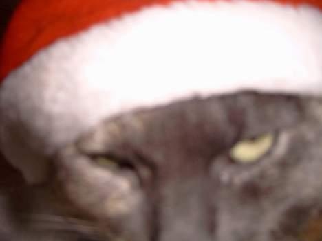 Blanding af racer Cleopatra - klæder den mig ? billede 12