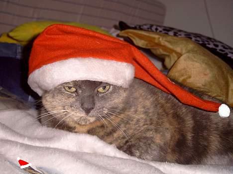 Blanding af racer Cleopatra - glædelig jul billede 13