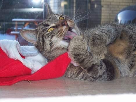 Blanding af racer Duchess - Man kan da altid spise huen;-) billede 16