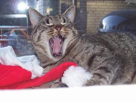 Blanding af racer Duchess - Gaaaa... Man bliver da lidt træt af alt det julehalløj...:-) billede 17