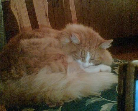 Norsk Skovkat Bølle billede 12