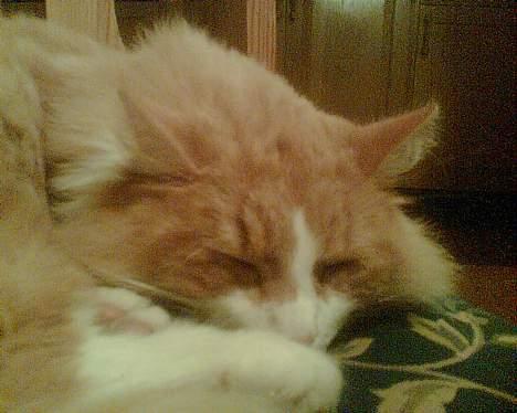 Norsk Skovkat Bølle - bølle sover billede 13